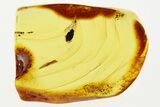 Detailed Fossil Marsh Beetle (Cyphon) in Baltic Amber #294266-1